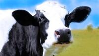 kráva černá cow-634283 1280